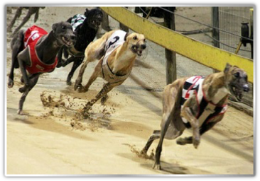 greyhounds betting tips